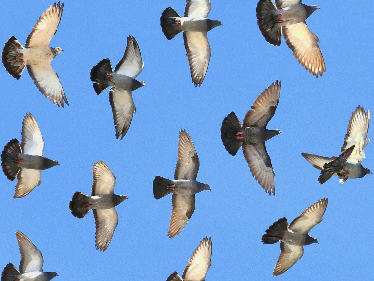 common pigeon, paloma doméstica, pigeon biset, rock dove, rock pigeon by Peter Chen 2.0 is licensed under CC BY 4.0.